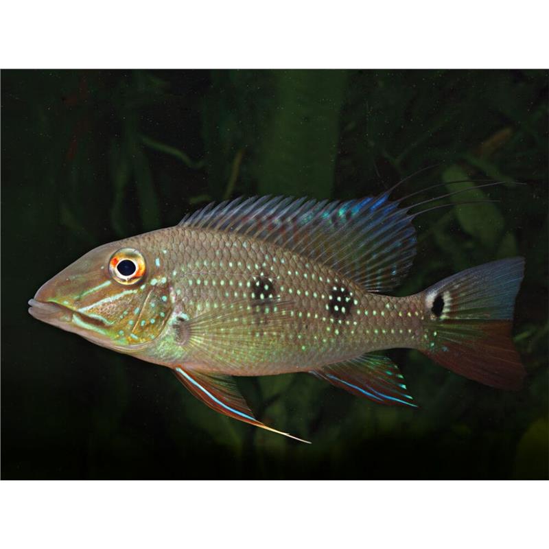 Satanoperca daemon (Threespot eartheater) - imagine 4